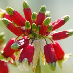 Bulbi Dichelostemma Ida-Maia