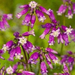 Bulbi Dichelostemma Pink Diamond