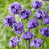 Bulbi Dichelostemma Congestum