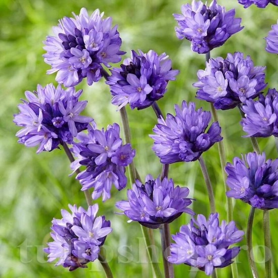 bulbi dichelostemma congestum flori globulare tulipshop