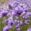 bulbi dichelostemma congestum plante perene gradina 110x110