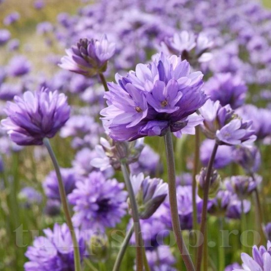 bulbi dichelostemma congestum plante perene gradina