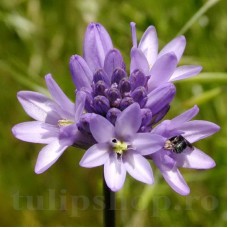 Bulbi Dichelostemma Congestum