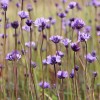 Bulbi Dichelostemma Congestum
