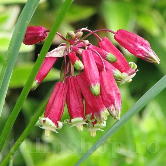 bulbi dichelostemma ida maia flori rosii tulipshop