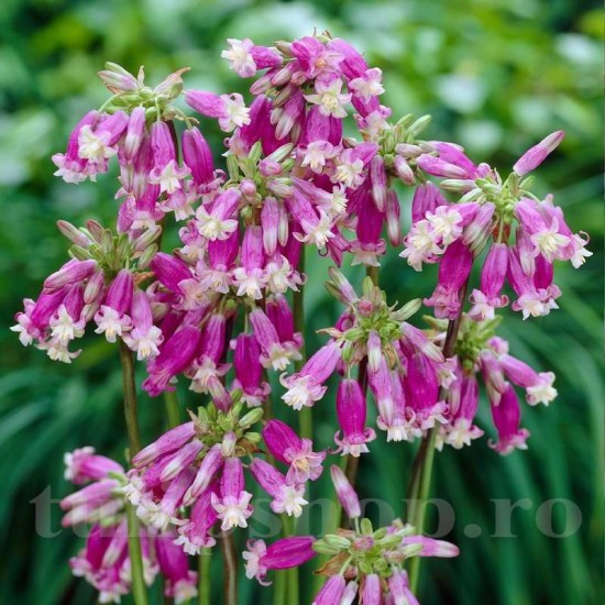 bulbi dichelostemma pink diamond flori roz tulipshop