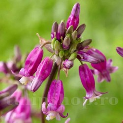 Bulbi Dichelostemma Pink Diamond