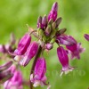 Bulbi Dichelostemma Pink Diamond