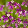 Bulbi Dichelostemma Pink Diamond