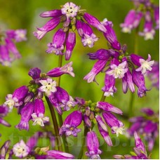 Bulbi Dichelostemma Pink Diamond