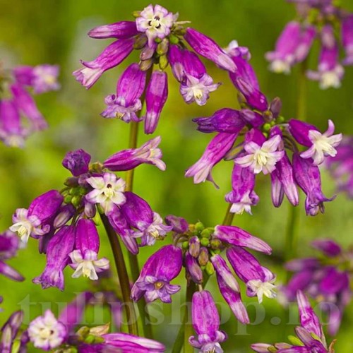 Bulbi Dichelostemma Pink Diamond