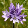 dichelostemma congestum flori violet grupate detaliu 110x110