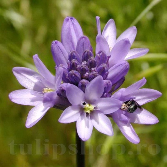 dichelostemma congestum flori violet grupate detaliu