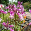 dichelostemma pink diamond floare forma tubulara detaliu 110x110