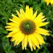 echinacea daydream flori gradina perene 110x110