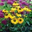 echinacea daydream galben solar 110x110
