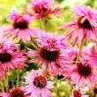 echinacea double decker roz etajata 110x110