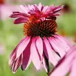 echinacea double decker roz inchis polenizatori 110x110