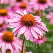 echinacea purpurea atrage albine si fluturi 110x110