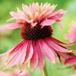 echinacea purpurea double decker flori speciale 110x110