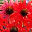echinacea purpurea magnus flori gradina 110x110