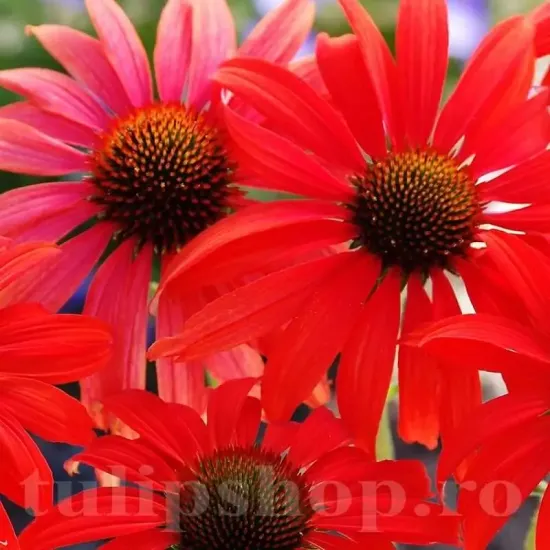 echinacea purpurea magnus flori gradina