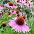 echinacea purpurea planta medicinala perena 110x110