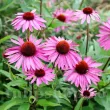 echinacea purpurea roz gradina 110x110