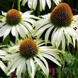 Bulbi Echinacea White Swan echinacea purpurea white swan planta perena 110x110