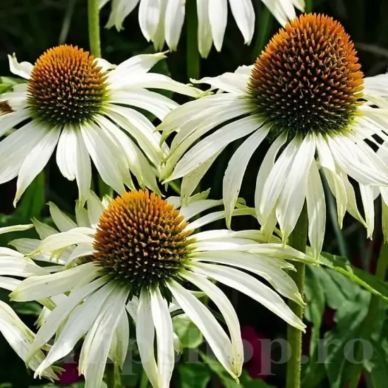 echinacea purpurea white swan planta perena