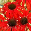 echinacea red magnus petale orizontale 110x110