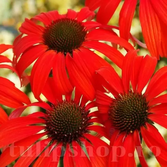 echinacea red magnus petale orizontale