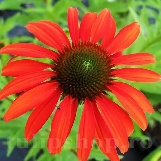 echinacea red magnus rosu purpuriu