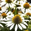 Bulbi Echinacea White Swan echinacea white swan alb gradina 110x110