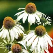 Bulbi Echinacea White Swan echinacea white swan con portocaliu decorativ 110x110