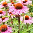 flori echinacea purpurea roz inchis 110x110w
