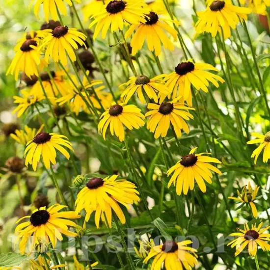 flori rudbeckia speciosa bulgare de aur