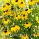 flori rudbeckia speciosa bulgare de aur