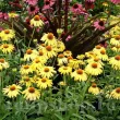 planta echinacea daydream atrage fluturi 110x110
