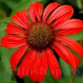 Bulbi Echinacea Red Magnus