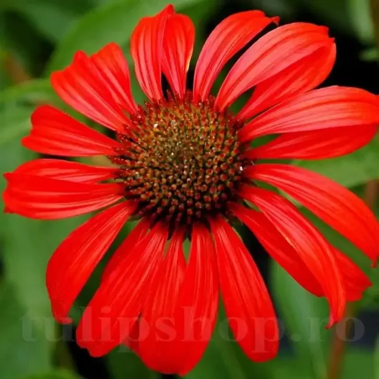 planta perena echinacea red magnus soare