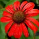 planta perena echinacea red magnus soare