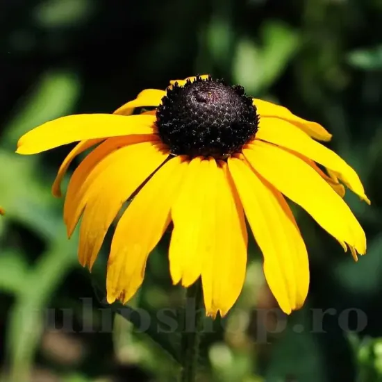 rudbeckia speciosa galben centru negru