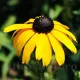 rudbeckia speciosa galben centru negru