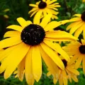 Bulbi Rudbeckia Speciosa