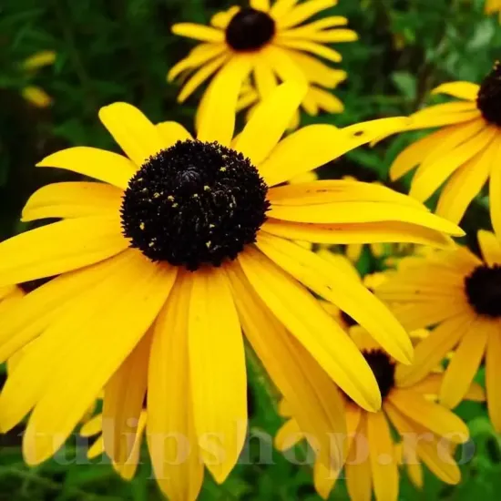 rudbeckia speciosa inflorire bogata vara toamna