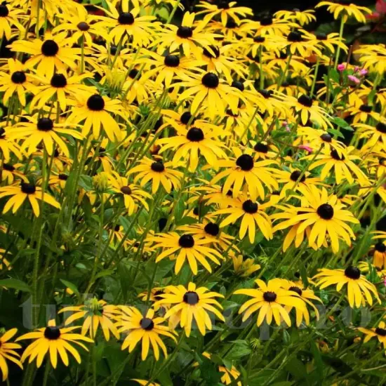 rudbeckia speciosa planta perena gradina