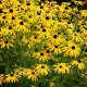rudbeckia speciosa planta perena gradina