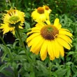 soi echinacea daydream parfumata galbena 110x110