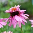 soi echinacea double decker perena gradina 110x110